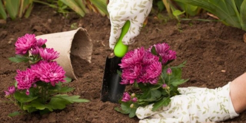 Sadnja krizantema u proljeće u zemlju: kada saditi i kako se brinuti
